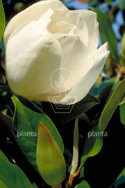 125-150, CONT, MRSTAM, PARASOL