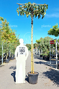 240ST, 12-14, CONT, DAK 120