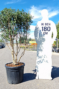 125-150, CONT, MRSTAM, PARASOL