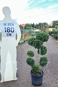  80- 100, CONT, POMPON