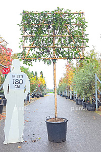 140ST, 10-12, CONT, LEI 150x120