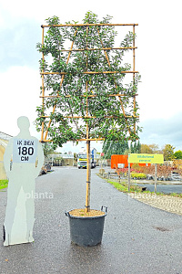 100ST, 12-14, CONT, LEI 150x180