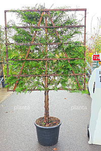  60ST, 20-25, CONT, LEI 150X150