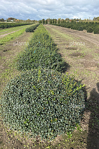 120-140, DR, PLATTE BOL