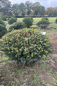  70- 80, DR, PLATTE BOL