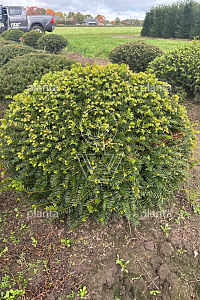  80- 90, DR, PLATTE BOL