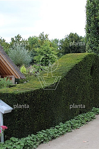  90- 100, DR, PLATTE BOL