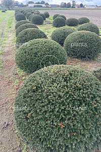 120-140, DR, PLATTE BOL