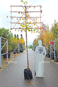 200ST, 14-16, CONT, LEI 150x120