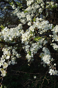  80- 120, W, 1+2, 2-3T (PER 10, PRIJS/STUK)