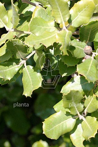 150-175, CONT, MRSTAM