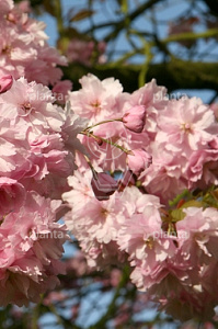  18-20, DR, LEI 150x120