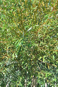 225ST, 30-35, DR, KNOT