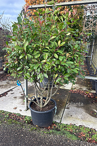 125-150, CONT, MRSTAM, PARASOL