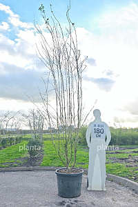 250-300, CONT, MRSTAM