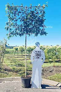 180ST, 12-14, CONT, LEI 150x120