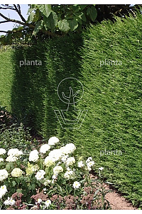 60ST, CONT, LEI 120x120