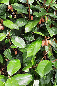 200ST, 14-16, CONT, BOL