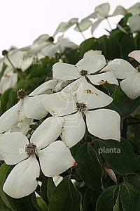 150-175, CONT, MRSTAM