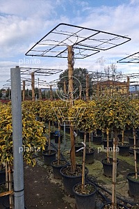 220ST, CONT, DAK 150