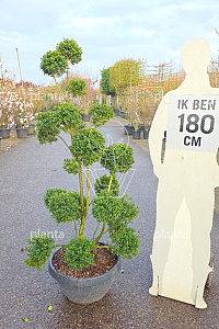 150-175, CONT, POMPON