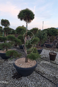 160-180, CONT, BONSAI