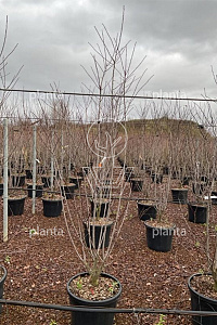 200-250, C50