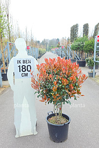 100-125, CONT, MRSTAM, PARASOL