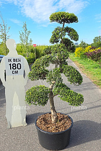 180-200, CONT, BONSAI
