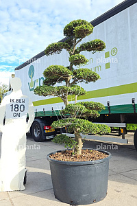 200-225, CONT, BONSAI