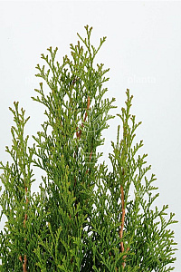 150-175, C15        