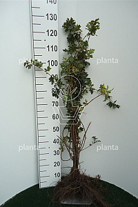  60- 100, W, 1+1 (PER 25, PRIJS/STUK)