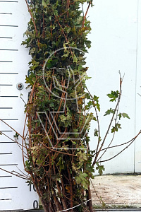  80- 120, W, 1+1 (PER 25, PRIJS/STUK)