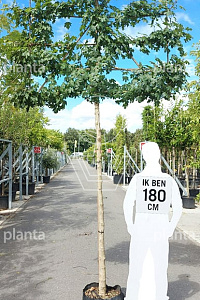  12-14, CONT, LEI 150x120