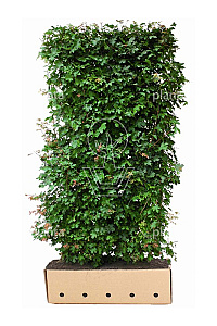Quick Hedge HAAGELEMENT (L)100x(H)200