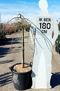 HALFST, C50, Ø80-100