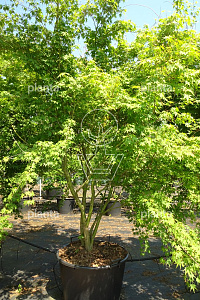 200-250, CONT, MRSTAM