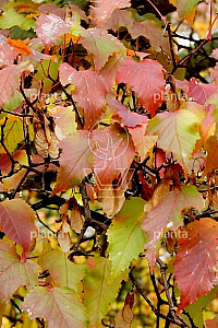  50- 80, W, 1+1 (PER 25, PRIJS/STUK)