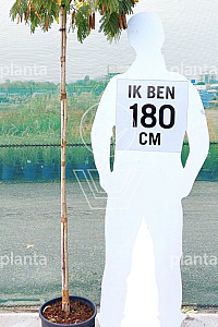150ST, C15       