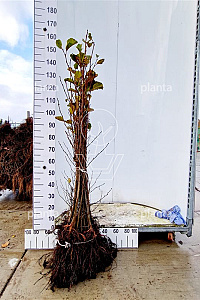  80- 120, W, 1+1 (PER 25, PRIJS/STUK)