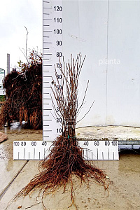  60- 80, W, 1+2 (PER 25, PRIJS/STUK)