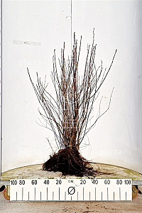  60- 80, W, 1+2, 3T (PER 10, PRIJS/STUK)