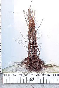  80- 100, W, 1+2, 3T (PER 10, PRIJS/STUK)