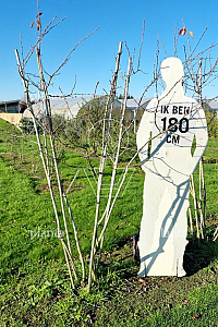 200-250, DR, MRSTAM, SOL