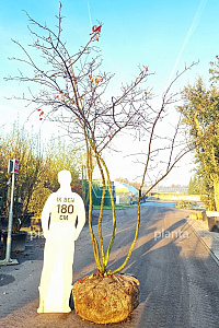 300-350, DR, MRSTAM, SOL