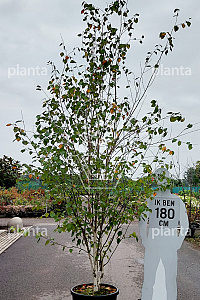 300-350, CONT, MRSTAM