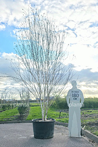 350-400, CONT, MRSTAM