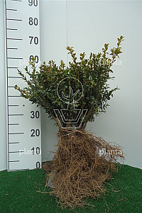  25- 30, W, 0+2 (PER 25, PRIJS/STUK)