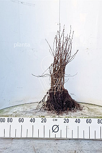  40- 60, W, 1+1 (PER 25, PRIJS/STUK)