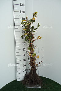  50- 80, W, 1+1 (PER 25, PRIJS/STUK)